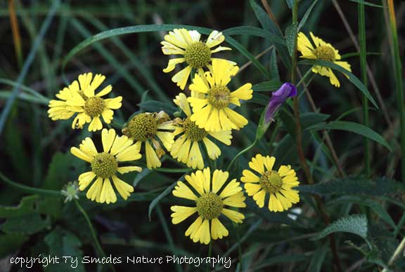 Sneezeweed