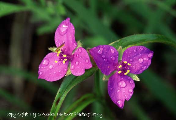 Spiderwort