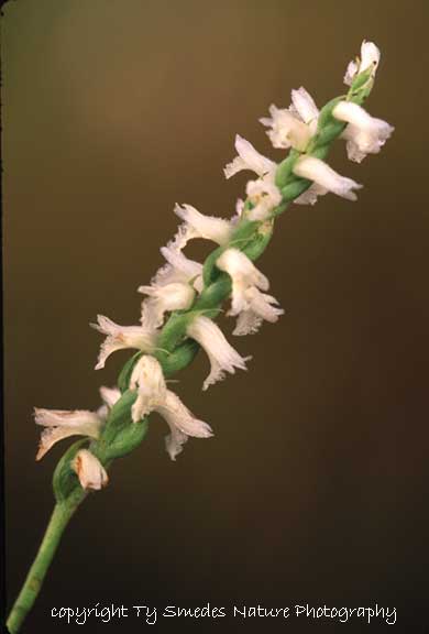 Spiranthes (Cernua) in northeast Iowa
