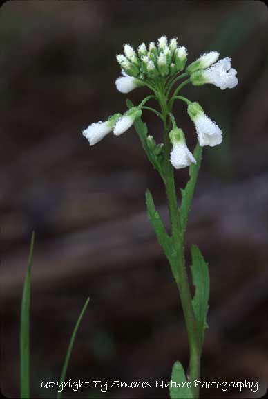 Spring Cress