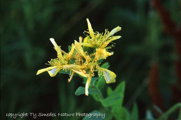 St. John's Wort