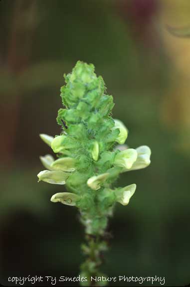 Swamp Lousewort