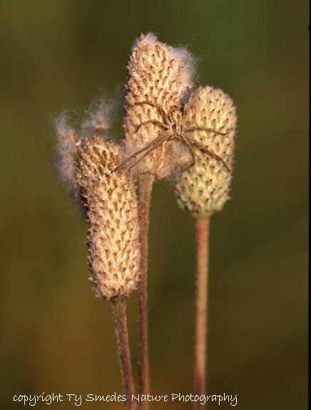 Thimbleweed and spider
