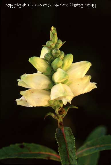 Turtlehead