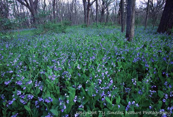 Virginia Bluebells