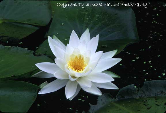 Water Lilly