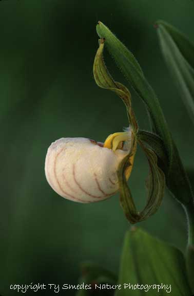 White Lady's Slipper