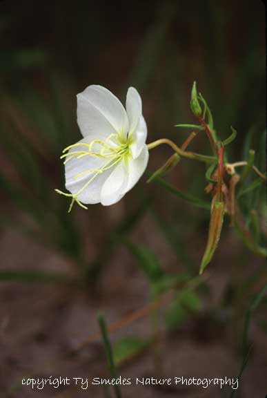 White Stemmed Evening Primrose