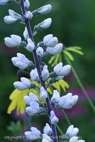 White Wild Indigo