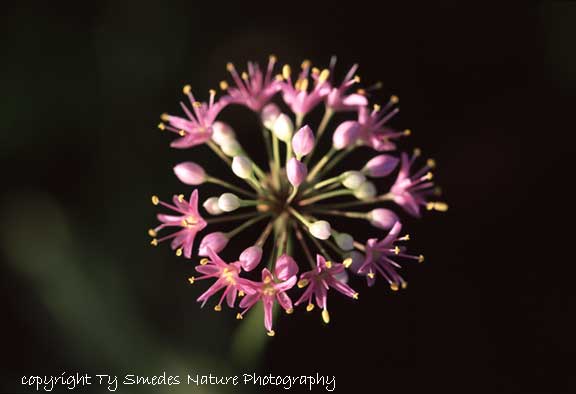 Wild Onion