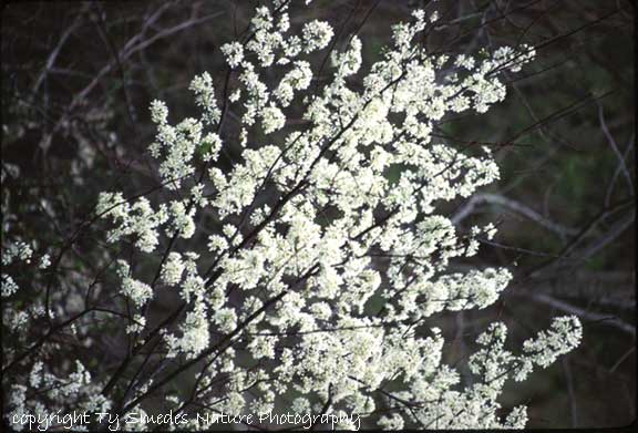 Wild Plum