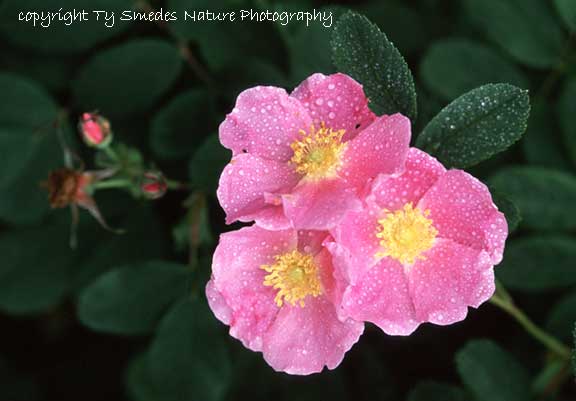 Wild Rose