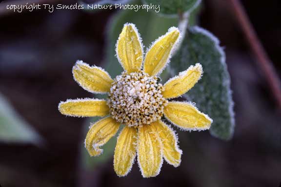 Woodland Sunflower and 1st frost
