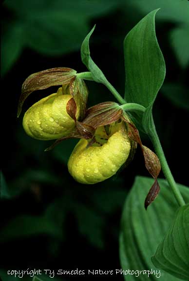Yellow Lady's Slipper with double flower