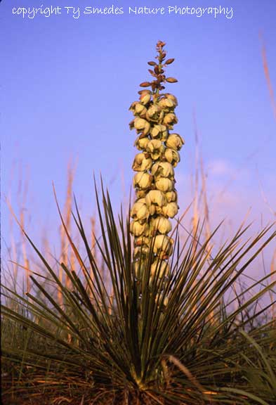 Yucca